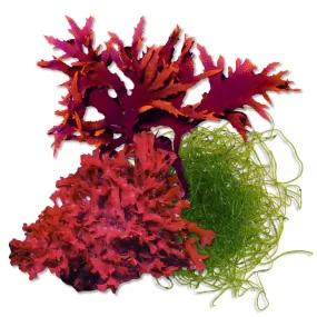 Macroalgae Trifecta